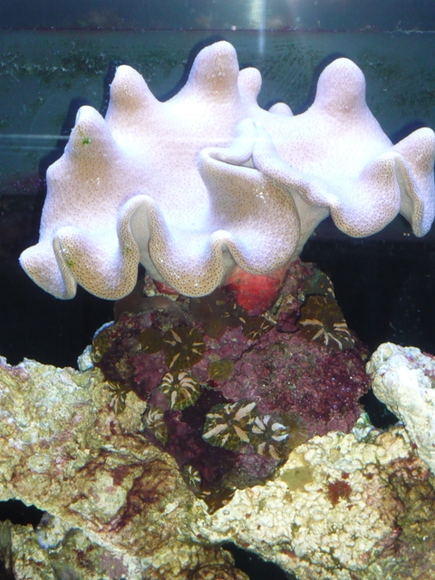 Sponge with corals