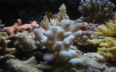 SPS corals Jerome