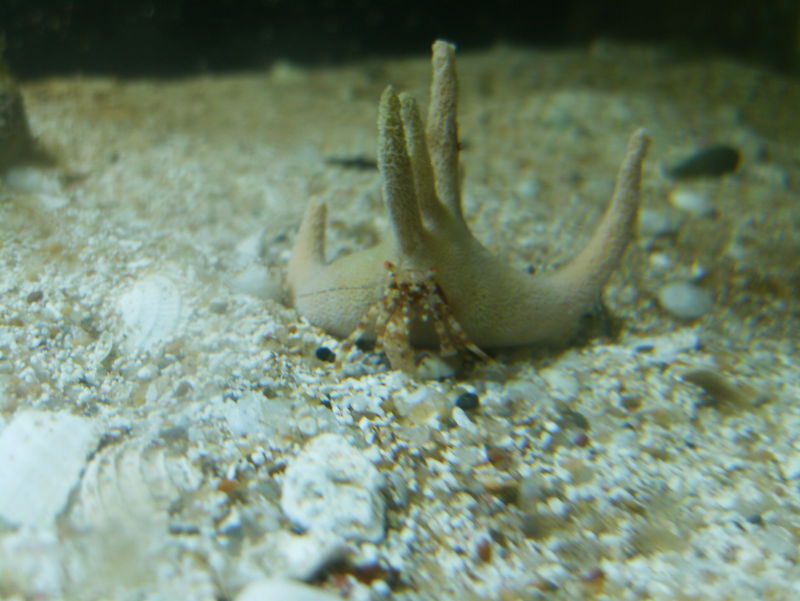 staghorn hermit crab