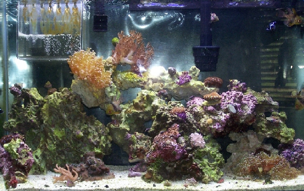 Steve's 29 Gal.....the beginning