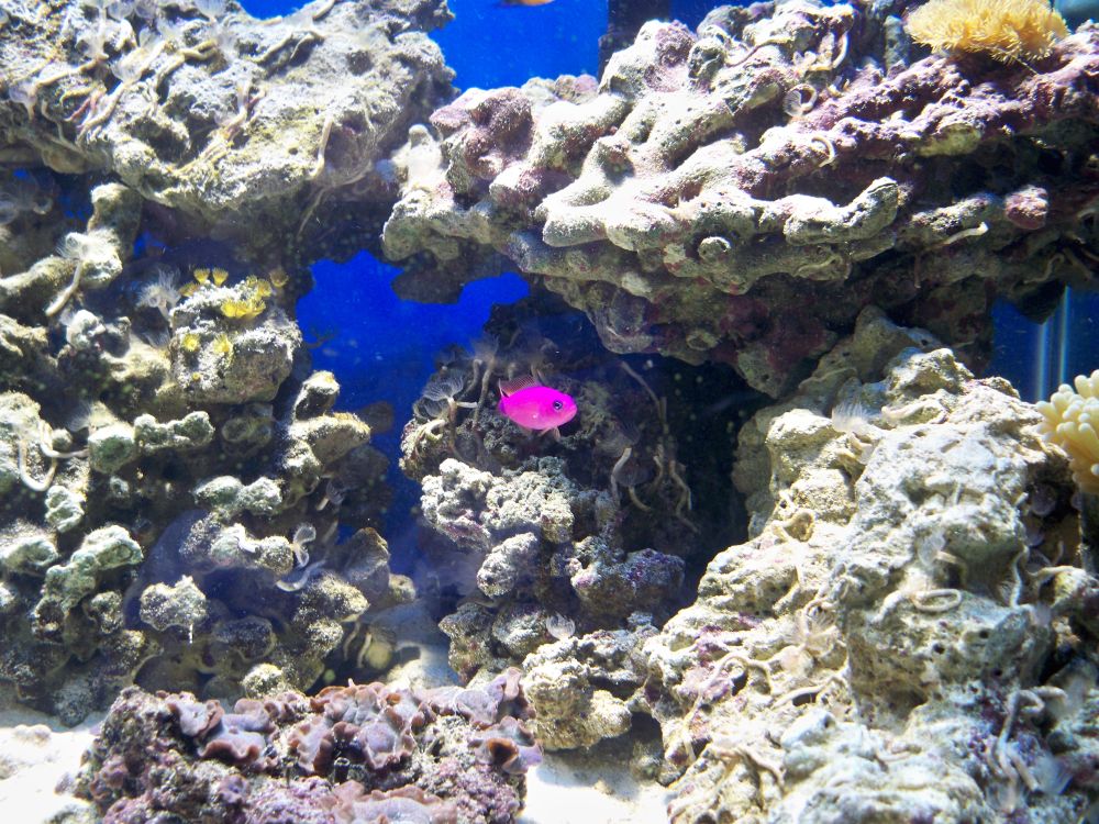 Strawberry Pseudochromis