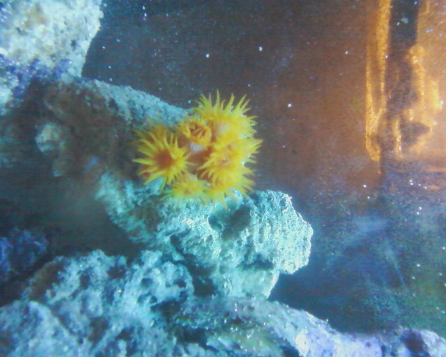 Sun Coral Open for Feeding