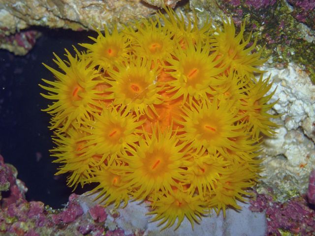 sun coral