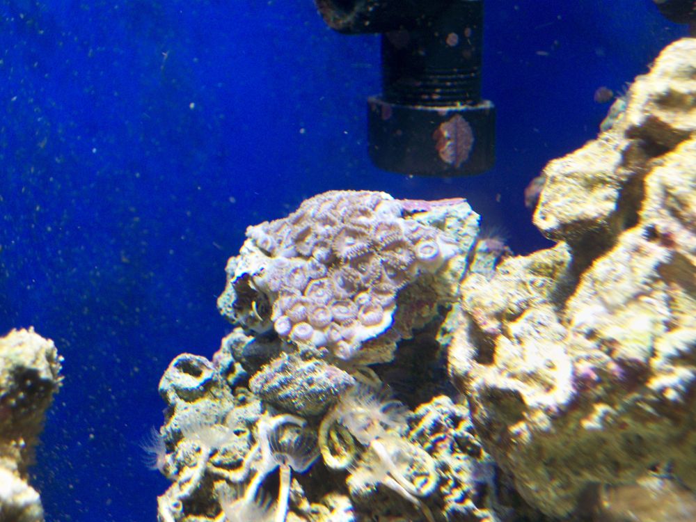 Super Colored Colony Polyps