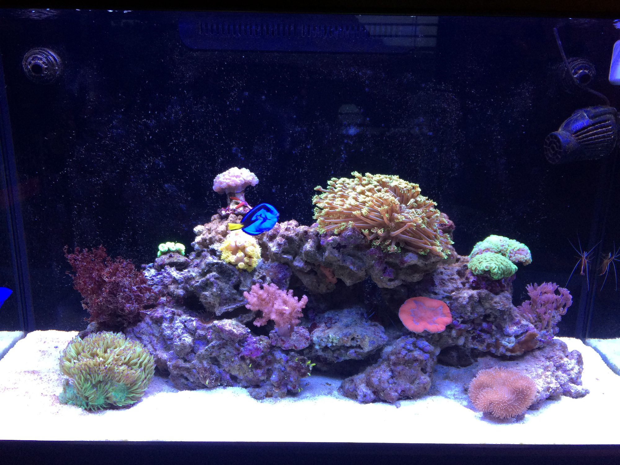 The reef #1