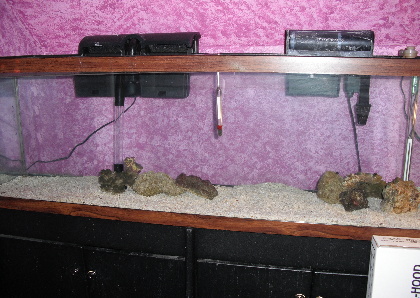 The start of my sw aquarium.