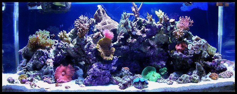 Tigahboy's 30g mixed reef.