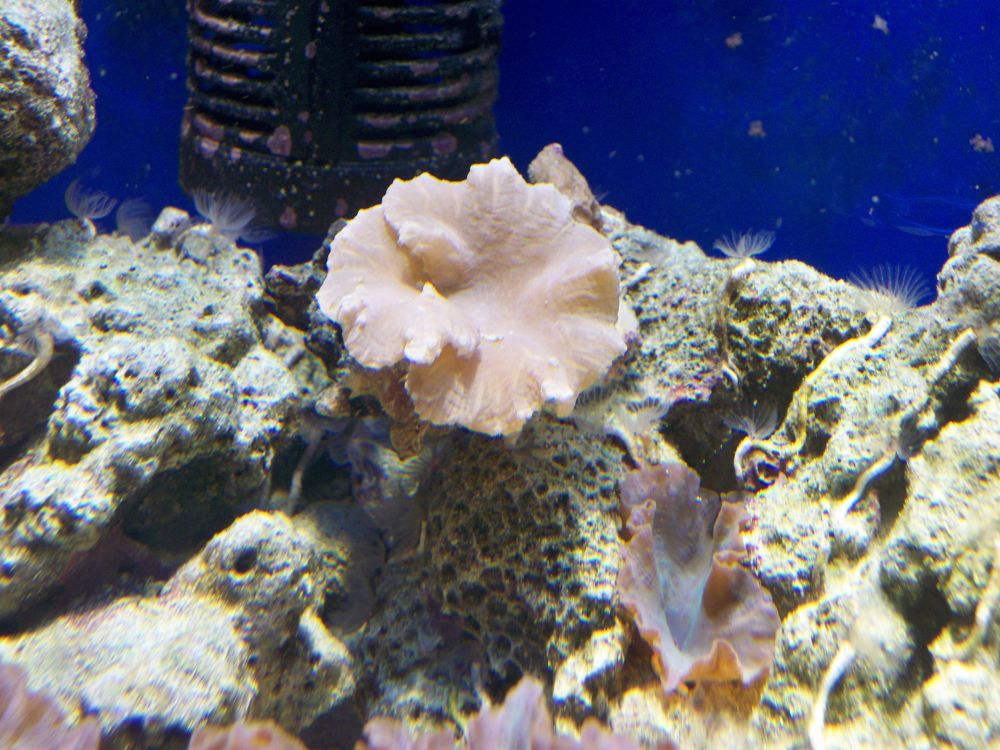 Toadstool Mushroom Leather Coral