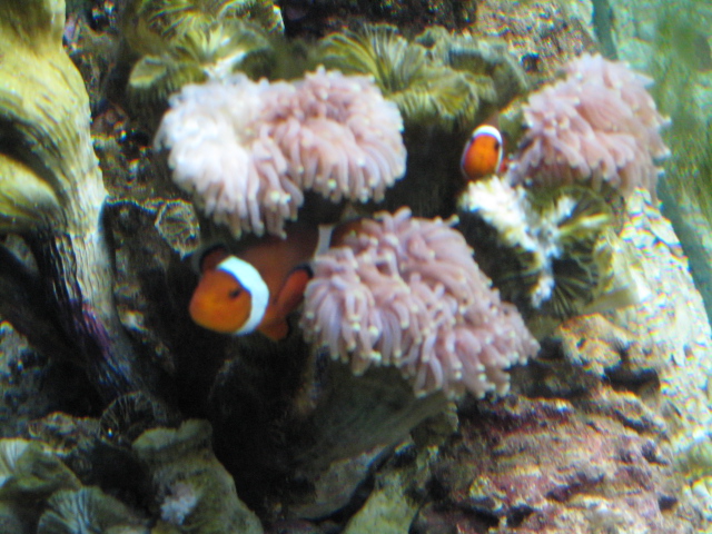 Torch Coral and Clowns