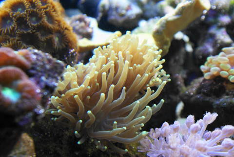 torch coral from our 125 reef