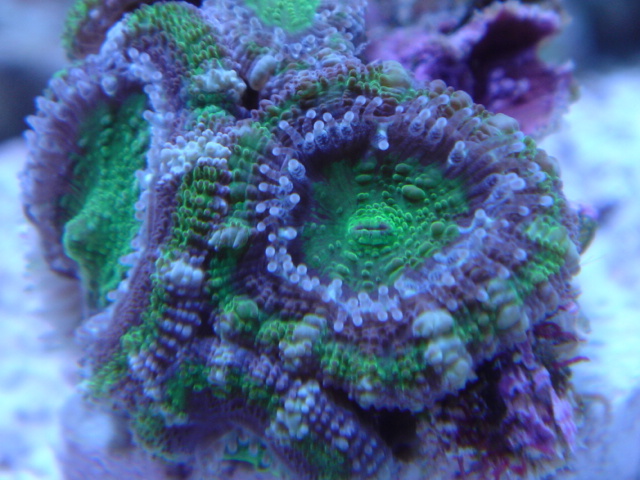Toxic Mint Acan Lord