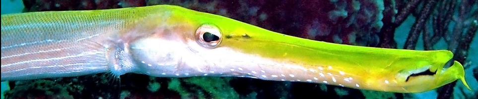 Trumpetfish in West Palm