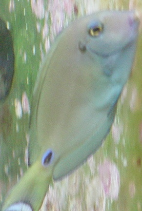 unidentified tang