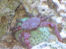 Unknown Crab?