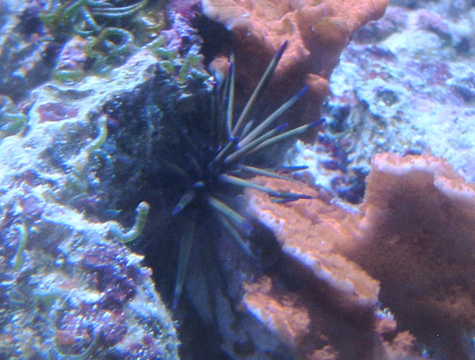 Unknown Urchin Side