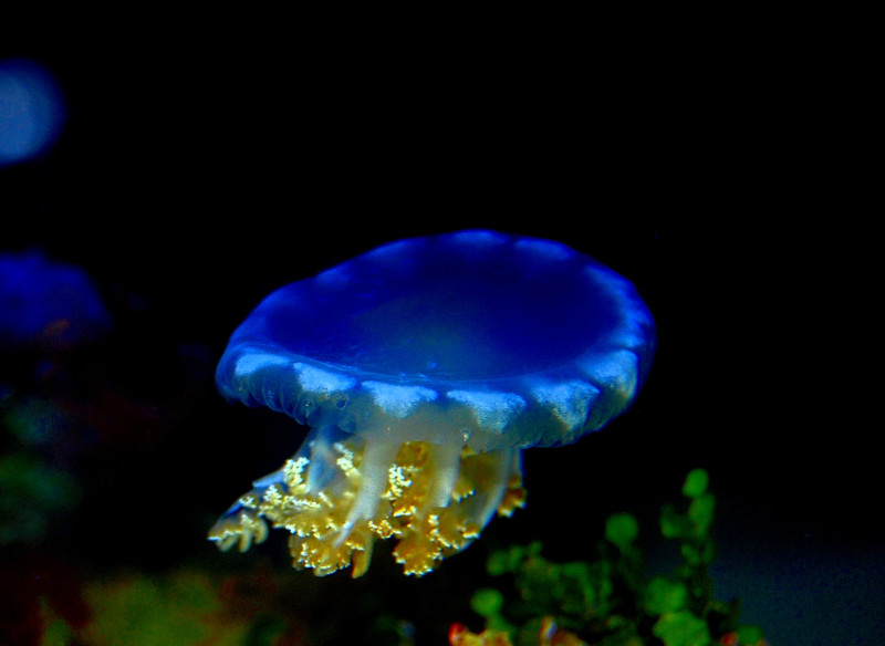 Upside down Jellyfish under Actinic moonlights