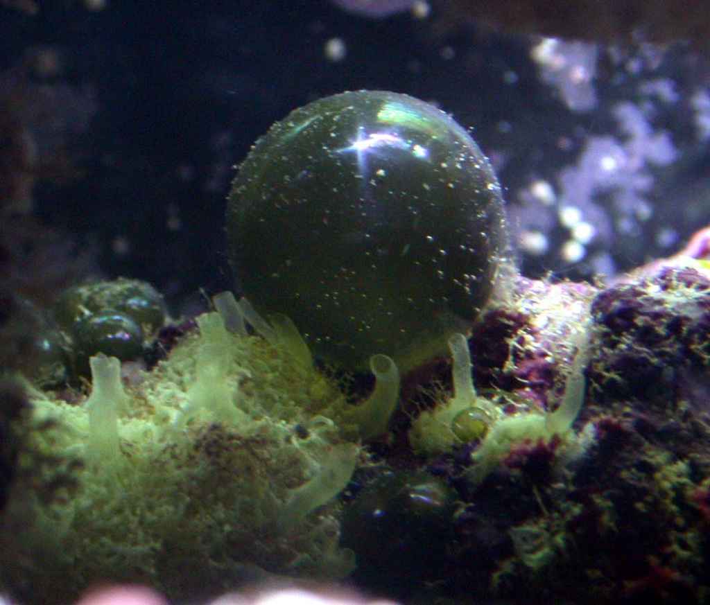 Valonia - bubble algae