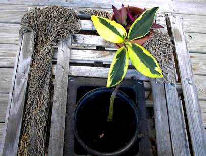 (variegated) Rhizophora mangle