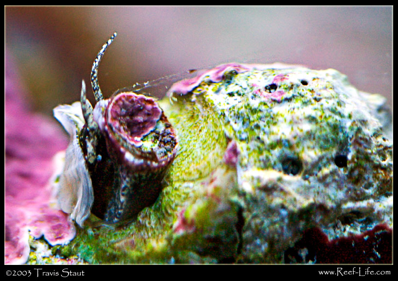 vermitid gastropod close-up
