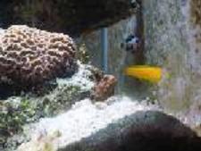 verregated_jawfish_and_friends