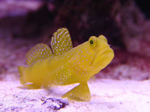 Watchman Goby