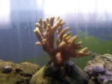 what is this? i was told its acropora