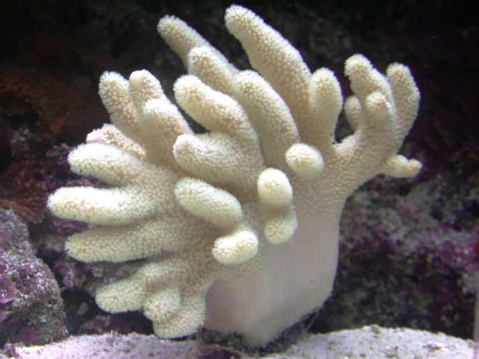 White finger coral
