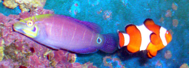 wrasse and clown