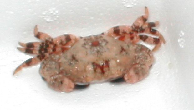 Xanthiid Crab