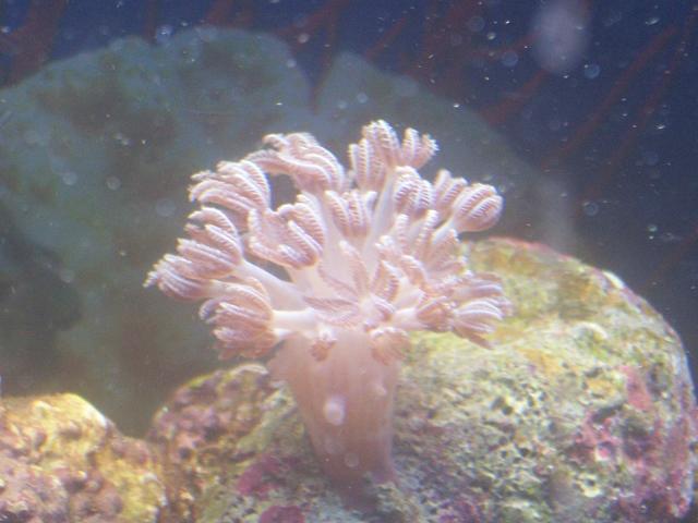 Xenia Coral in spawning tank