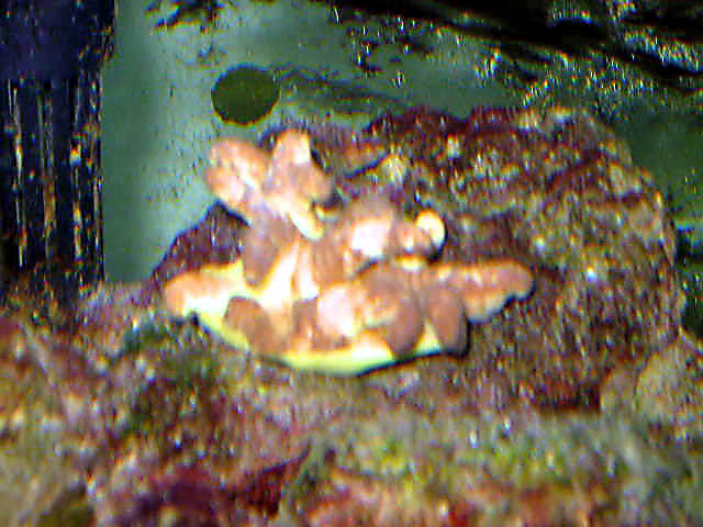 yellow coral