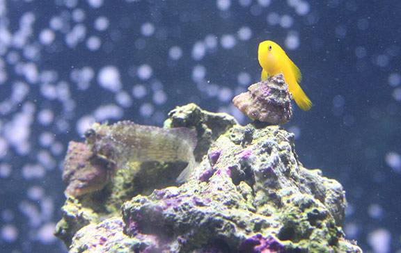 Yellow Goby and Lawnmower Blenny