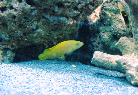 Yellow grouper