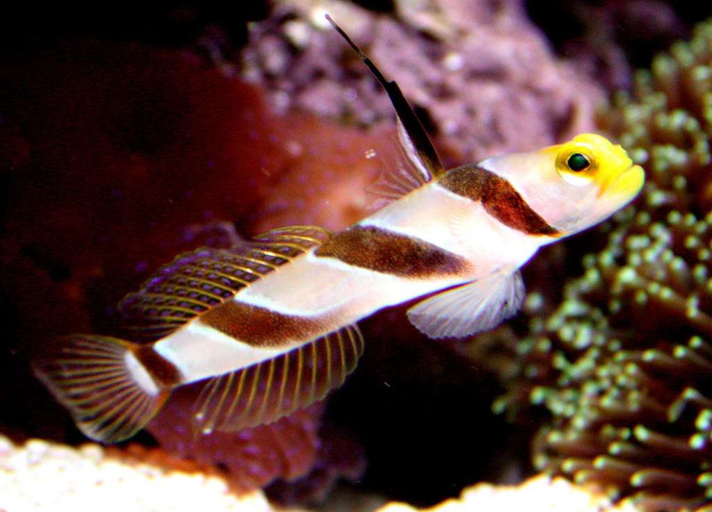 Yellow Rose Goby