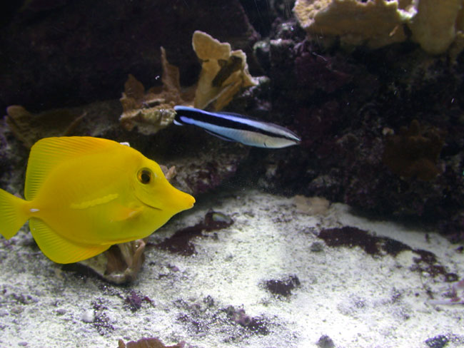 yellow-tang-and-cleaner-wra
