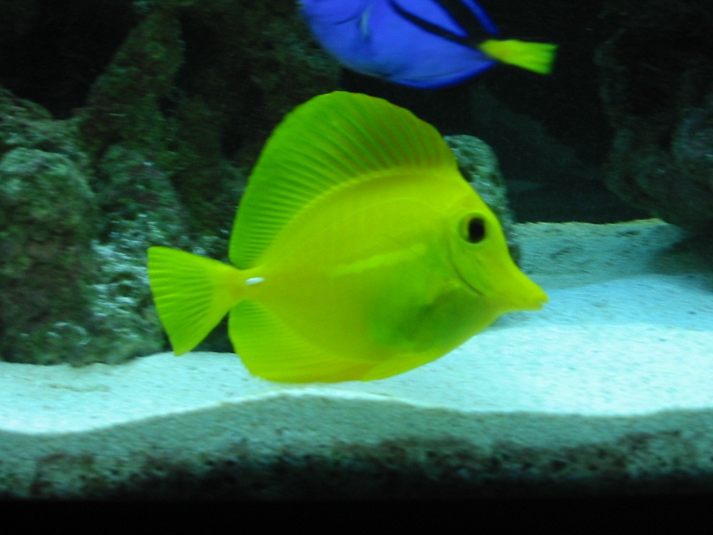 Yellow tang - my first SW fish