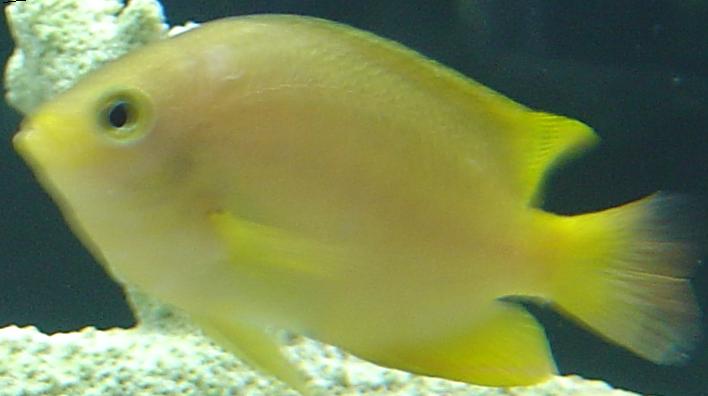 Yellow_Fish_Picture