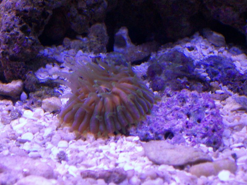 young orange mouth plate coral
