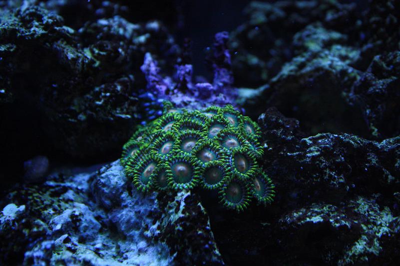 Young Zoanthid Colony Under Actinic