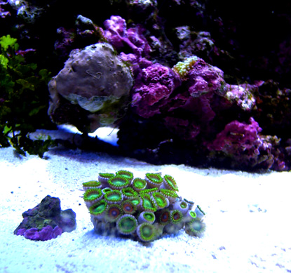 Zoanthid Frags