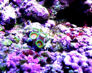 Zoanthid Frags