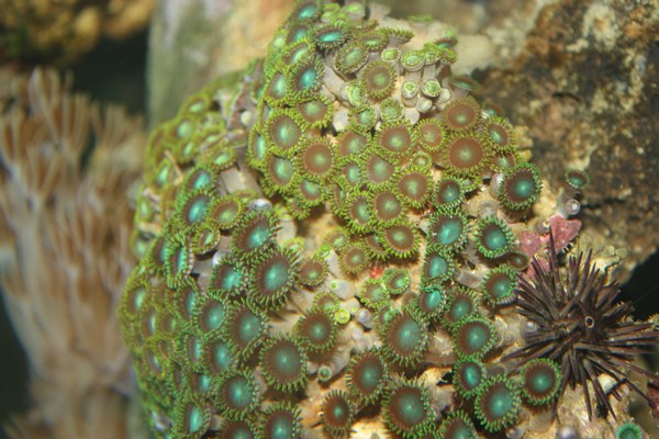 Zoanthid with Urchin