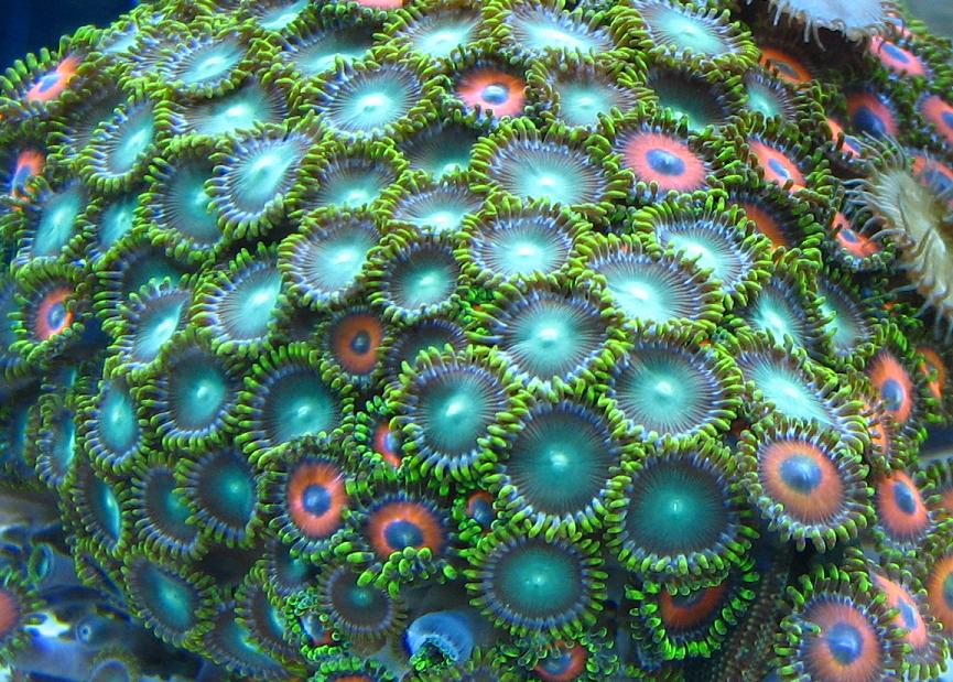 zoanthid_pic