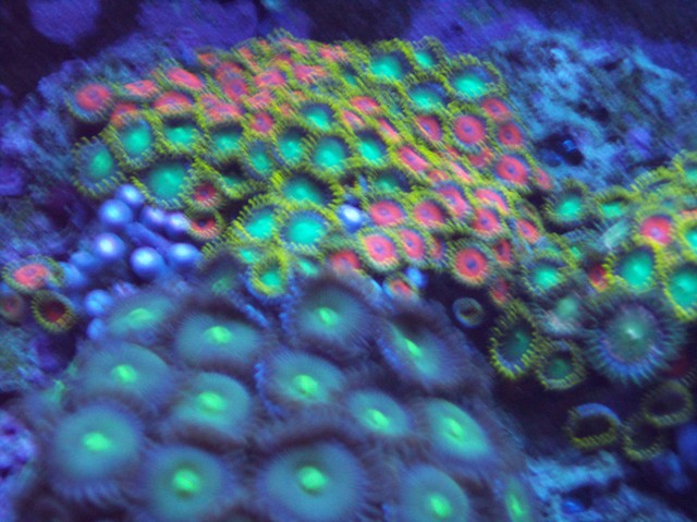 Zoanthids and Palys