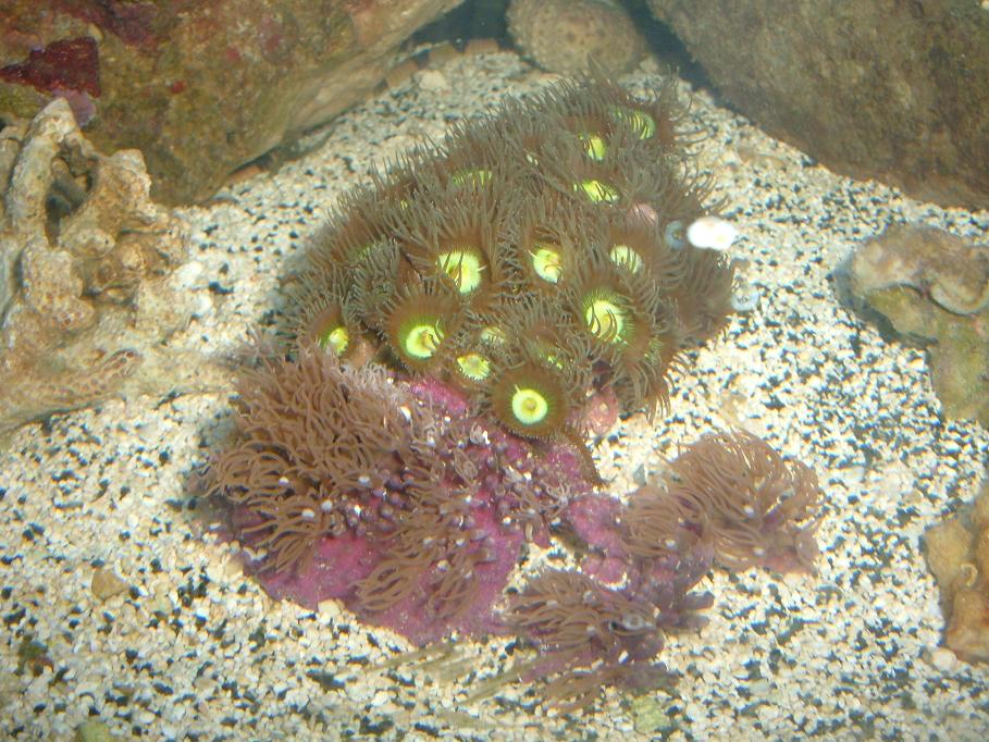 Zoanthids and Purple Star Polyps