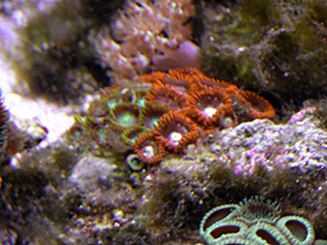Zoos from Reeflady