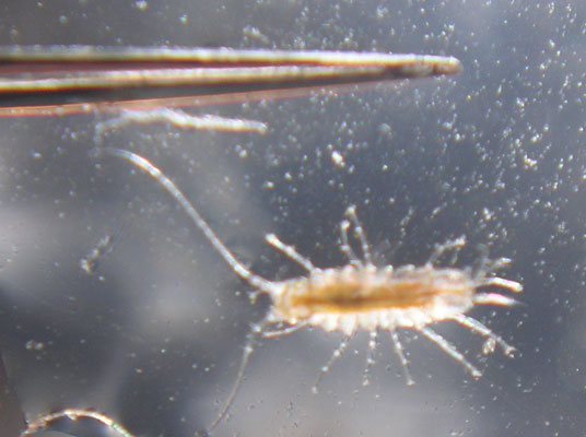 acro eating bug reef