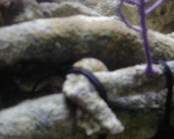 Fish_Tank_brown_stuff2_thumb.gif