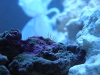 RSM_250_004