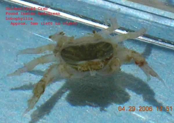 Lobophyllia_Crab2.jpg
